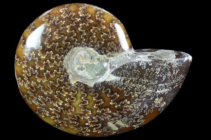 Polished, Agatized Ammonite (Cleoniceras) - Madagascar #88057
